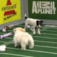 Puppy Bowl IV: Puppy Play