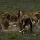 big lions fighting