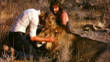 A Lion Called Christian: Christian the Lion's Second Re ...