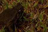 Weird True & Freaky: Cane Toad Australian Invasion