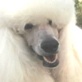 AKC/Eukanuba: Poodle Prep