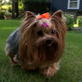 Dogs 101: Yorkshire Terrier