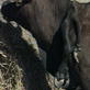 Weird, True & Freaky: Six Legs the Six-Legged Cow