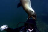 Planet's Best: Cortez Sea Lions