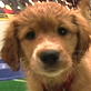 play video on Animal Planet