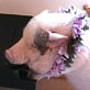 Planet's Funniest Animals: Nellie The Wonder Pig