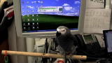 News: Birds Keep The Beat