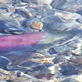 The Grizzly Man Diaries: The Importance of Salmon