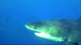 Moments of Impact: Great White Shark Attack