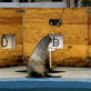 play video on Animal Planet