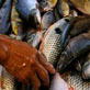Last One Standing: Brazil: Drunken Fish