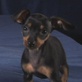 Puppy Bowl II: Puppy Showcase