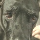 Good Dog U: Dog Training - Come When Called