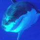 Shark Week: Riding a Great White
