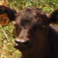 Jon & Kate Plus 8: A Cow Purchase