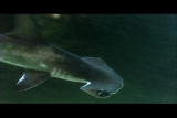Perfect Predators Shorts: Hammerhead Shark