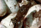 What's To Love: Crocodile Mother