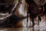 Weird True & Freaky: Crocodile Mob Hunting