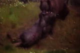 Weird True & Freaky: Grizzly Bear Attacks