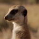Meerkat Music Videos: You're a Meerkat