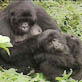 Wild 100: SAS: Gorillas on the Brink