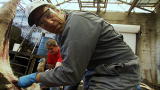 Dirty Jobs: Skinning a Cow