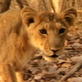 Mutual of Omaha's Wild Kingdom: Asiatic Lioness on the Hunt