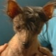World's Ugliest Dog: Classic Lucille Bald