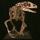 Discoveries This Week: Discoveries This Week: Utah Dino