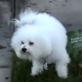 Bissell Pet Games Week 6: Dogs Can Not Read