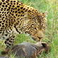 Mutual of Omaha's Wild Kingdom: Leopards: Savanna Survivors