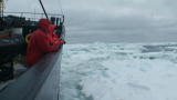 Whale Wars: The Flexibility of Steel (Full Episode)