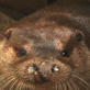Saving Grace the Otter: Webisode 12