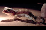 play video on Animal Planet