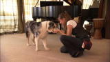 It's Me or the Dog: Stains Learns a New Trick