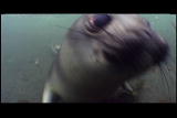 play video on Animal Planet
