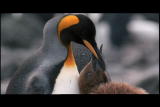 A Man Among Orcas: Penguin Feeding
