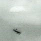 Strange Planes Shorts: Early Target Drones