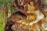 Fooled by Nature: Beaver Dams