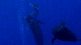 Untamed and Uncut: Pilot Whale Attacks