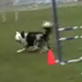 Bissell Pet Games Week 4: Ali Does Agility