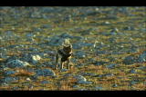 Animal Battlegrounds: Guillemot Chicks Take Off