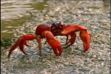 Fooled by Nature: Christmas Island Crab Migration