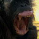 Escape to Chimp Eden: Jao