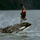 Nature's Perfect Predators: Orca