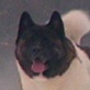 Breed All About It: Akita