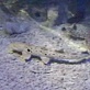 Great White Down Under: Shark Tests