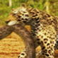 Animal Face-Off: Anaconda vs. Jaguar