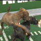 Puppy Bowl IV: Tackles and Fumbles
