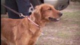 The Real NCIS: Cadaver Dogs